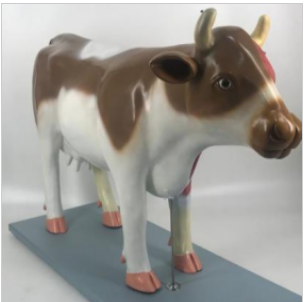 Cattle medical anatomical model