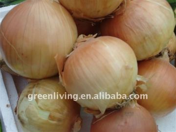 Chinese small red onion 5cm