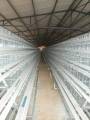 Broiler Chicken Cage För Farm Design
