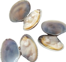 Frozen Cooked Baby Clam Products | Seafood Online