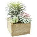 Mini Assorted Green Faux Succulents in Pots