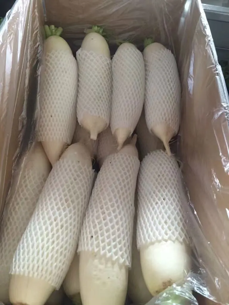 2018 New Crop Fresh White Radish