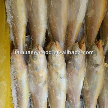 fresh yellow fish and wild frozen dry fish