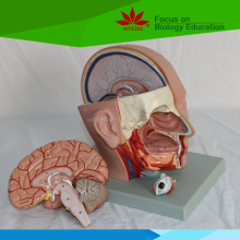 Anatomical Head Model with Brain - 4 Part Dissection Model
