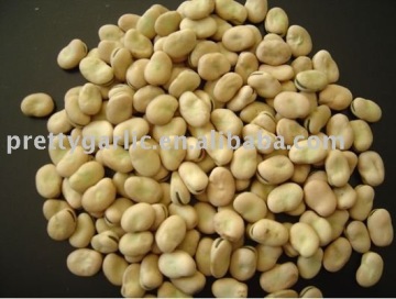 Chinese broad beans