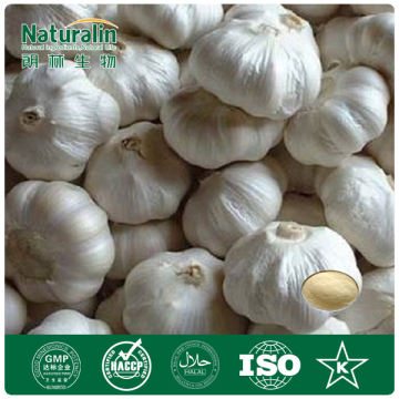 Garlic Extract Powder (Allicin & Alliin)