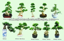 Ficus bonsai