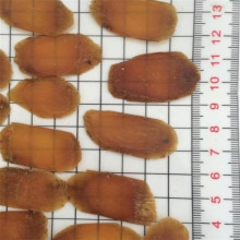 Radix Ginseng Rubra Rubra red ginseng Hongshen