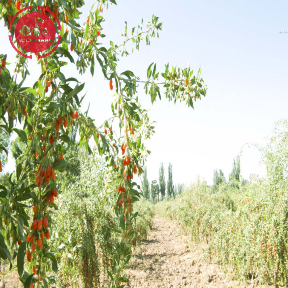 Jus de goji / goji de vente chaude certifié