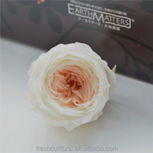 Wholesale European Style Real Flower Preserved David Austin Roses