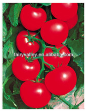 High Quality Wholesale Hybrid Tomato Seeds From China For Cultivation-Sky Fortune 518