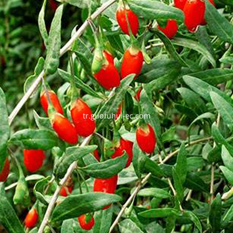Organik Kırmızı Goji Berry 220 Özellikleri Organic Red Goji Berry 220 Specifications