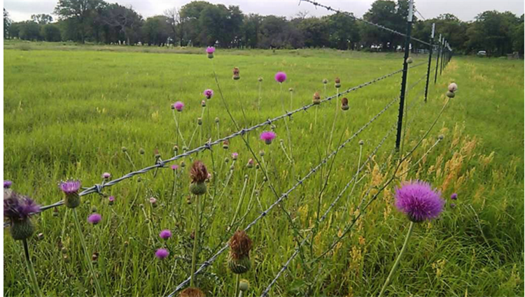 barbed wire