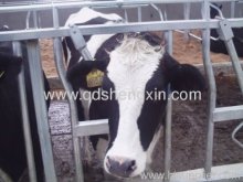 Farm Cattle Head Locks?