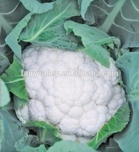 Hybrid cauliflower seeds for growing-Seibel-70