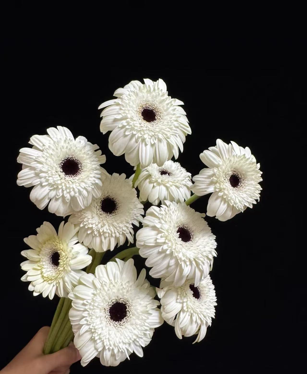 স্ট্যান্ডার্ড ক্রাইস্যান্থেমাম ইলি গারবেরা Standard chrysanthemum Yili Gerbera