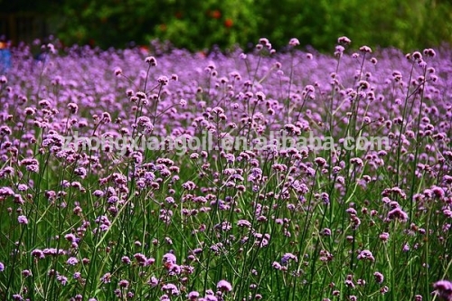 Aceite esencial de verbena de grado terapéutico 100% puro