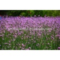 100% Pure Therapeutic Grade Verbena Essential Oil