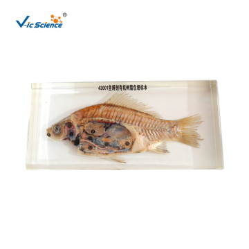 Fish Anatomy Organic Resin Embedded Specimen