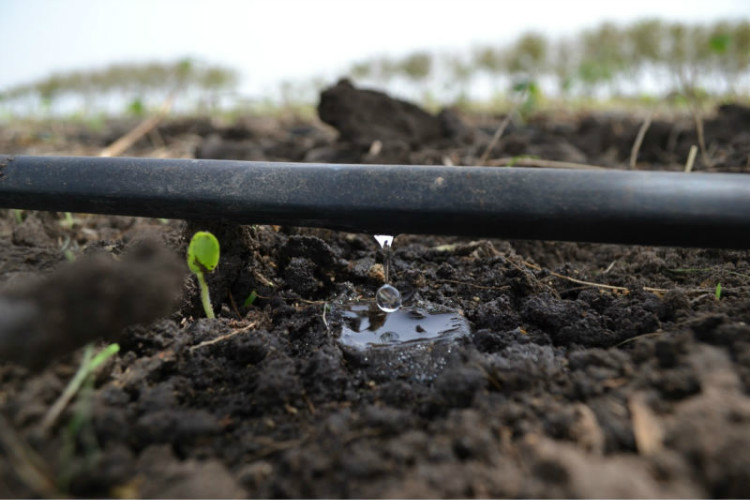 Greenhouse Sprinkling Irrigation System for Watering