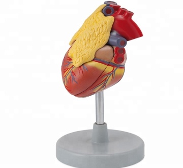 3D Plastic Medical Human Heart with Thymus Structure Model