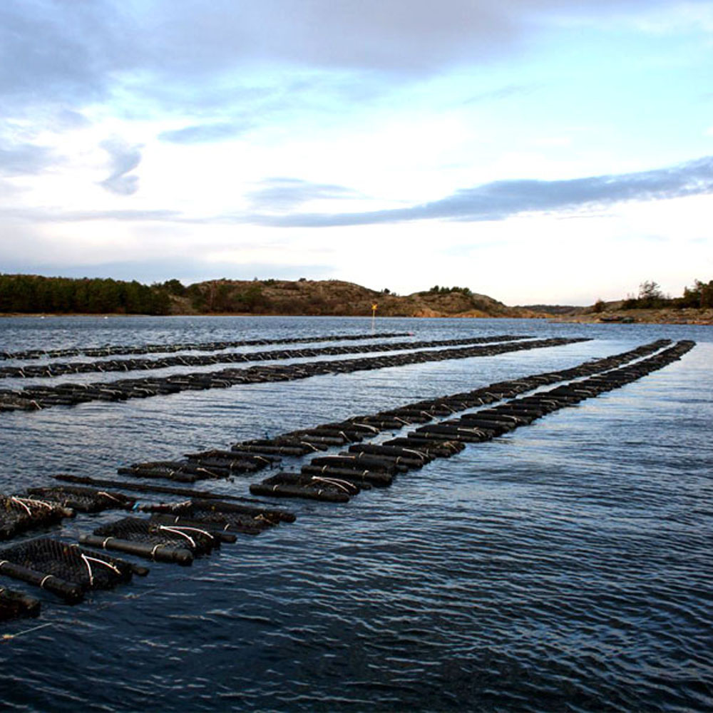 Diamentowa siatka Oyster Cage