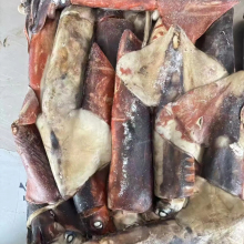 Frozen Whole Black Calamari in Bulk Packaging