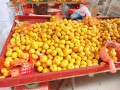 Nanfeng bayi mandarin segar 35-40mm