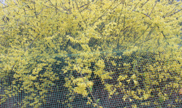 UV treated BOP strech net plastic plant climbing nets