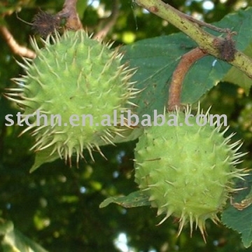 Horse Chestnut P.E.