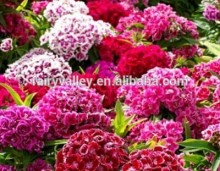 Newest Hot Dianthus caryophyllus seeds Carnation Flower Seeds for Cultivation