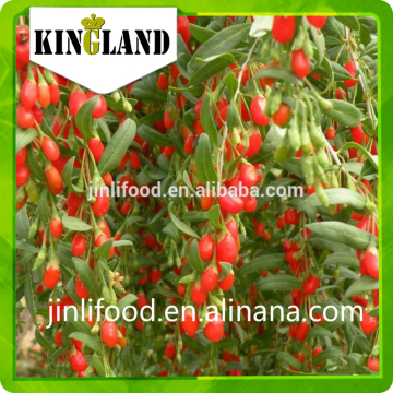 certified dried ningxia goji berries
