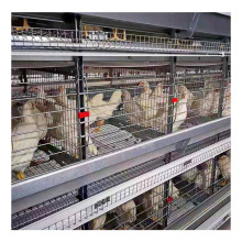 Professional Poultry Cage Equipment for Layer Chickens and Broilers