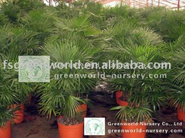 rhapis multifida burr nursery