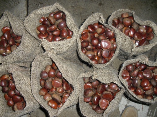 Fresh Qulality chestnut berkualitas baik