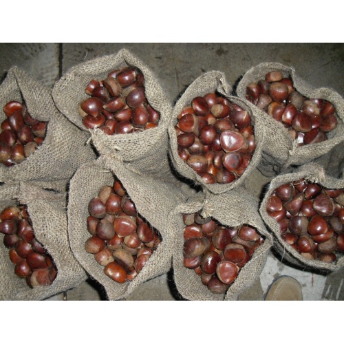 Fresh Qulality chestnut berkualitas baik