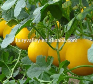 Hybrid golden yellow sweet melon seed-HM003A