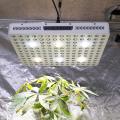 Indoor Grow Growth Kit zum Pflanzen von Amazon Zelt