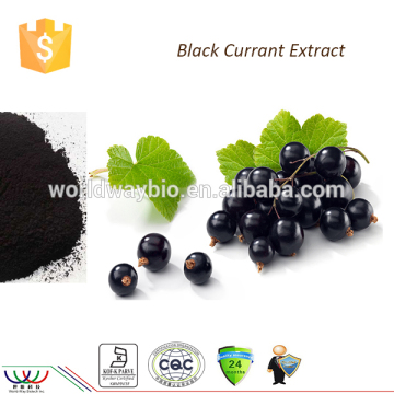 Lower serum cholesterol FDA cGMP HACCP KOSHER 25% 10% pure anthocyanidin black currant powder black currant berries extract