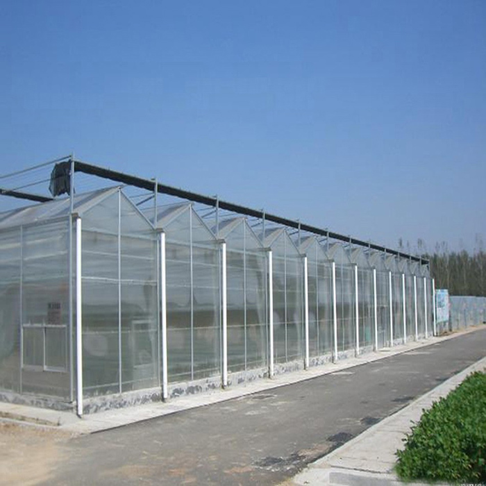 Venlo Multi-Span PC Board Greenhouse Greenhouse