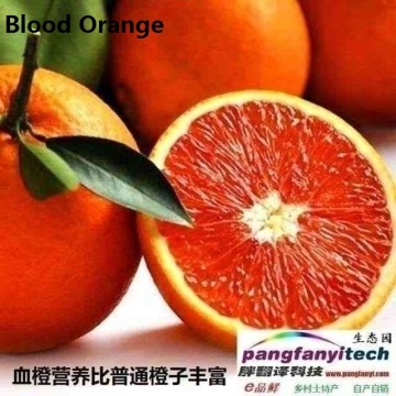 Nutritional Fresh  Sour-sweet Tasty  Blood Orange
