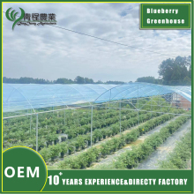 Blueberries Greenhouse Structure Design