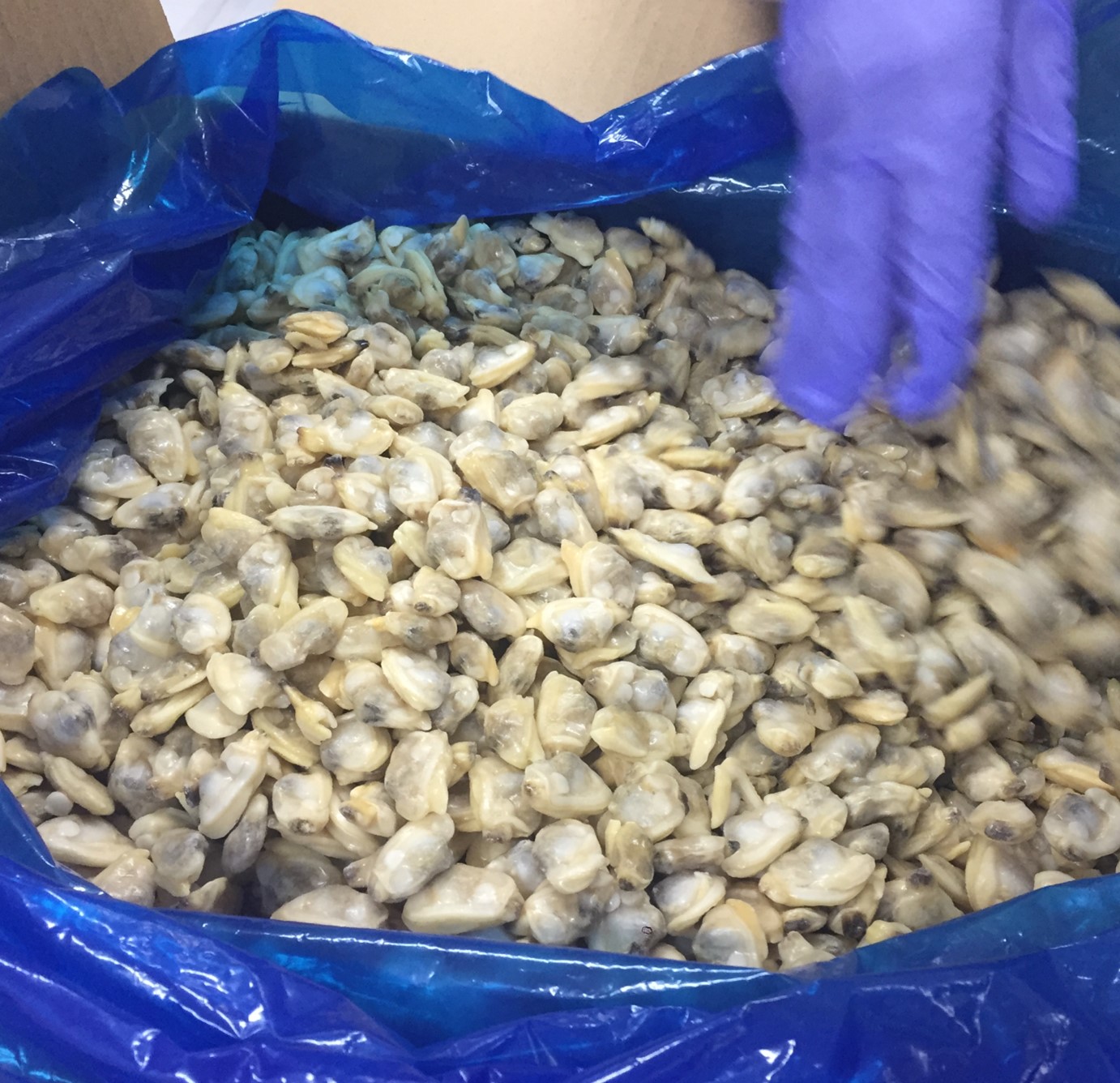 Mięso małży w wyszukiwarce skorupiaków