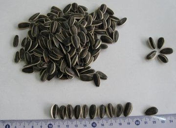 sunflower seeds in shell