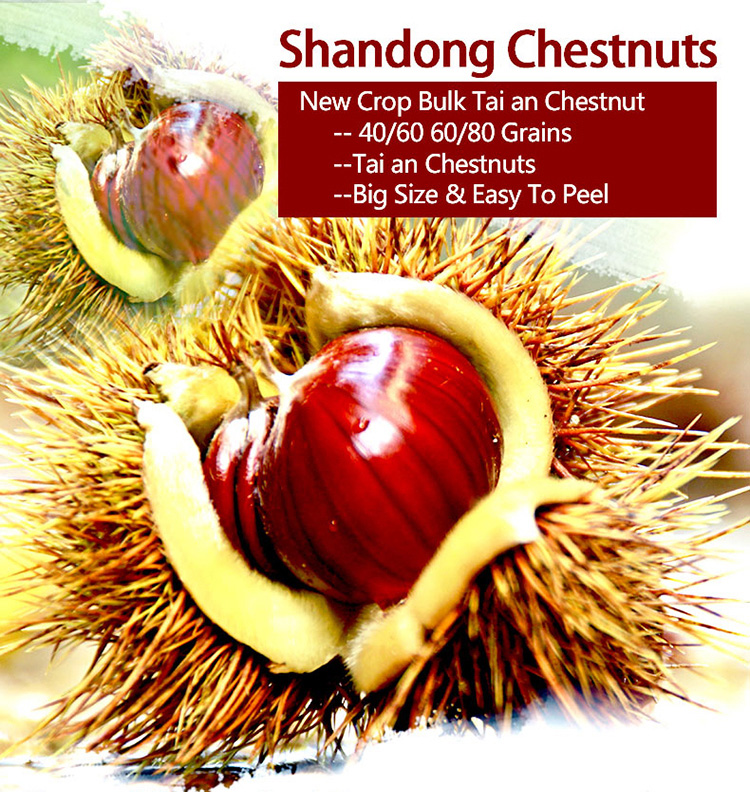 chestnut for sale in china shandong