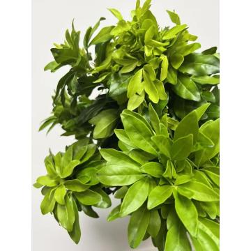 ফুলের ব্যবস্থার জন্য টাটকা কাট চোইস্যা তেরনাটা পাইকারি