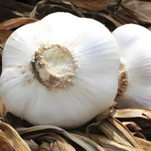 Garlic Puree for Easy Kitchen Preparation