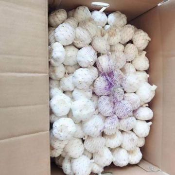 Shandong Fresh white peeled garlic