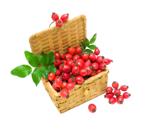 100% minyak rosehip murni untuk perawatan kulit