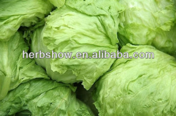 Iceberg lettuce seed-leaves lettuce